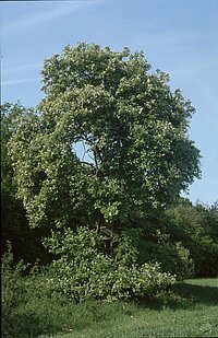 Foto: Bayerische Landesanstalt für Landwirtschaft (LfL)
